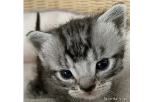 成約済の奈良県のアメリカンショートヘア-77815の2枚目
